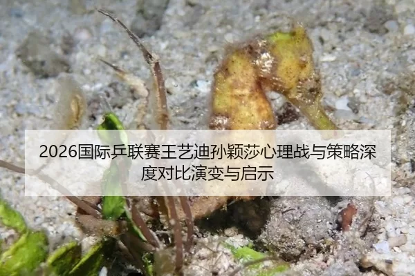 2026国际乒联赛王艺迪孙颖莎心理战与策略深度对比演变与启示